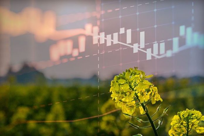 new-canola-1200.jpg