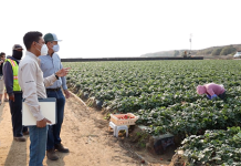 CDFA Food Safety Series: Produce Safety Program Inspections and Trainings Facilitate Safe Food for California and the Nation