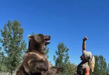 Central Alberta’s Bos the bear gets his show biz break