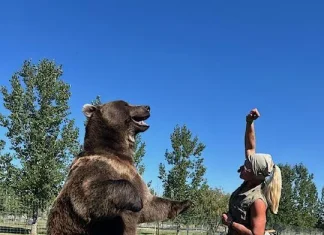 Central Alberta’s Bos the bear gets his show biz break