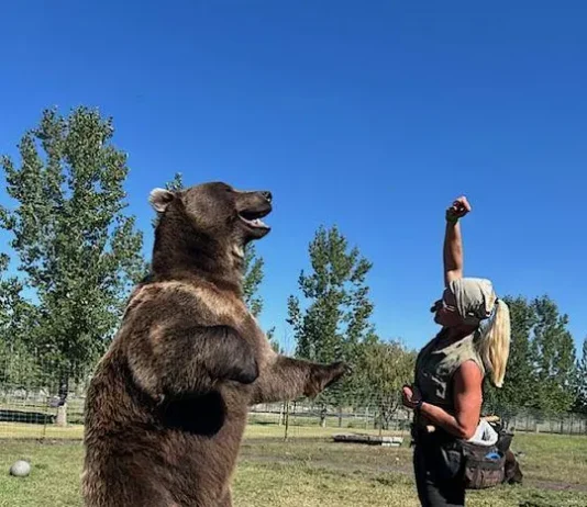 Central Alberta’s Bos the bear gets his show biz break