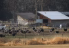 South African ostriches plucked alive for luxury fashion: report – CTV News