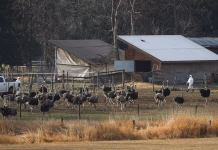 South African ostriches plucked alive for luxury fashion: report – CTV News