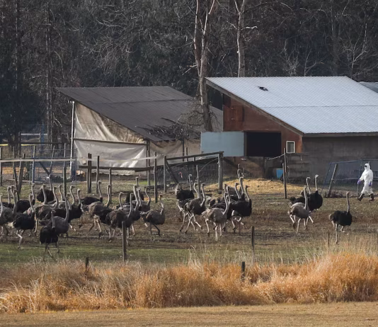 South African ostriches plucked alive for luxury fashion: report – CTV News