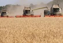 Global trade turmoil risks food price shock