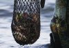 WA abalone season opens: Southern Zone fishing rules, bag limits and closures revealed