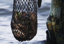WA abalone season opens: Southern Zone fishing rules, bag limits and closures revealed