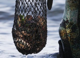 WA abalone season opens: Southern Zone fishing rules, bag limits and closures revealed