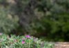 A little chisme from the garden! In Spanish, chisme means “gossip,” and it's also a common …