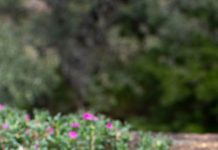 A little chisme from the garden! In Spanish, chisme means “gossip,” and it's also a common …