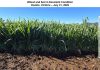 Australia: In-season Winter Crop Travel Report