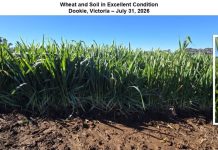 Australia: In-season Winter Crop Travel Report