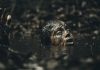 Movie Review: Killer-snake adventure “BEWARE BOIÚNA” is properly scaled