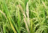 A fungus is threatening the world’s food supply. Scientists just found a new defense