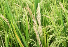 A fungus is threatening the world’s food supply. Scientists just found a new defense