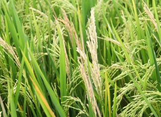 A fungus is threatening the world’s food supply. Scientists just found a new defense