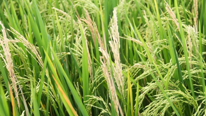 diseased-rice-plants-agricultural-farm.webp