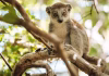The Private Islands off Madagascar Creating a Future for Endangered Lemurs