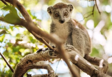 The Private Islands off Madagascar Creating a Future for Endangered Lemurs