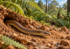 Ancient Brazilian snake fossil sheds new light on the origin of snakes